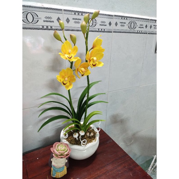 Hoa địa lan đất sét