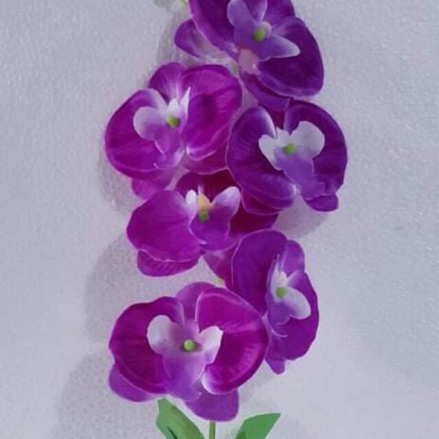 Cành lan hồ điệp 6 bông