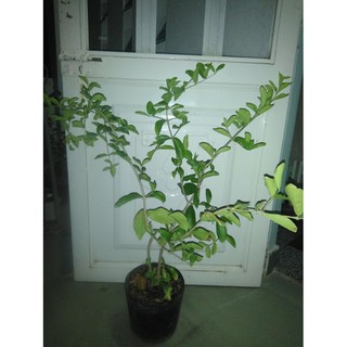 Cây sơ ri , chiều cao 60-80cm (freeship)