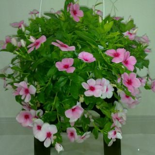 HẠT GIỐNG HOA DỪA CẠN MIX ( 50 hạt )