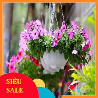 100 Hạt giống hoa dạ yến thảo đơn nhiều màu  TẾT KHUYẾN MẠI