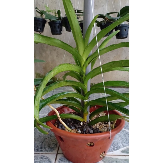 Lan giống mokara, màu đỏ - cây tơ thẳng đẹp