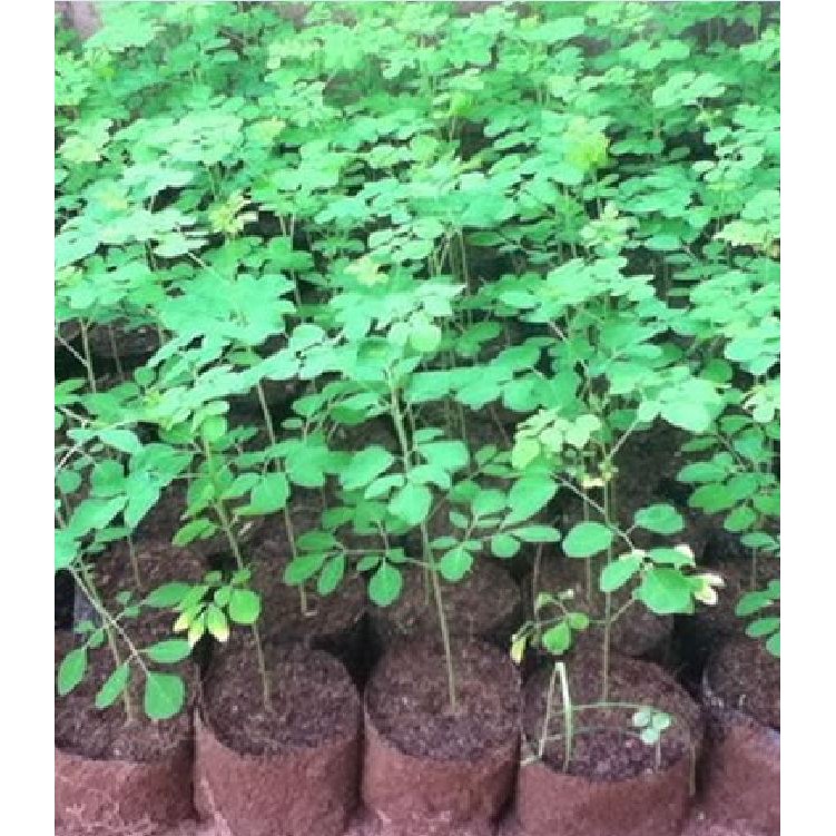 Hạt giống cây chùm ngây F1 - 1 gói 20 hạt