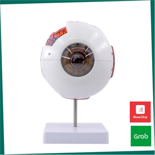 Mô Hình Giải Phẫu Mắt Dùng Trong Phòng Thí Nghiệm - Mô Hình Mắt - Cấu Tạo Mắt [ New ]