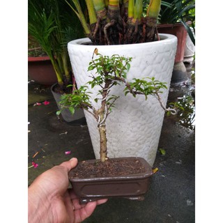 Mai chiếu thủy bonsai mini
