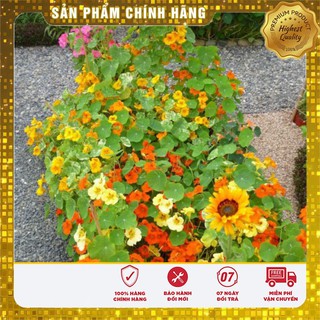Hạt Giống Hoa Sen Cạn 15 Hạt