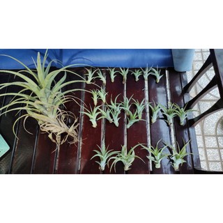 Cây không khí - Flexuosa Viviprara - size nhỏ