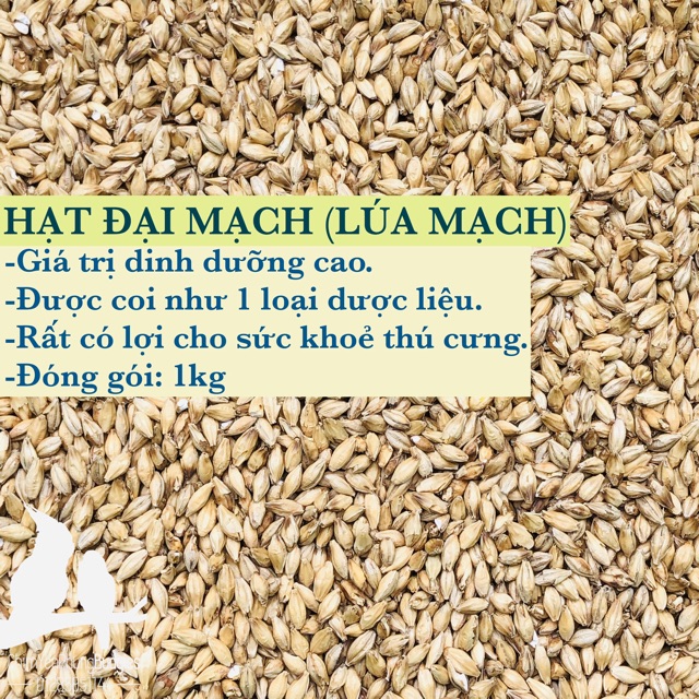 4kg hạt đại mạch (Barley Seed) dinh dưỡng cho Pet.