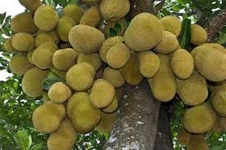 (GIẢM GIÁ) Cây MÍT ta (MÍT MẬT ta), hàng gieo hạt