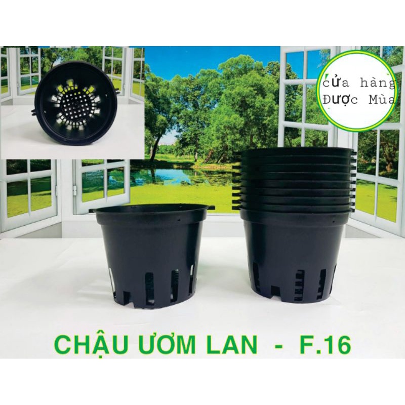 combo 10 chậu lan phi 16 (hàng dày)