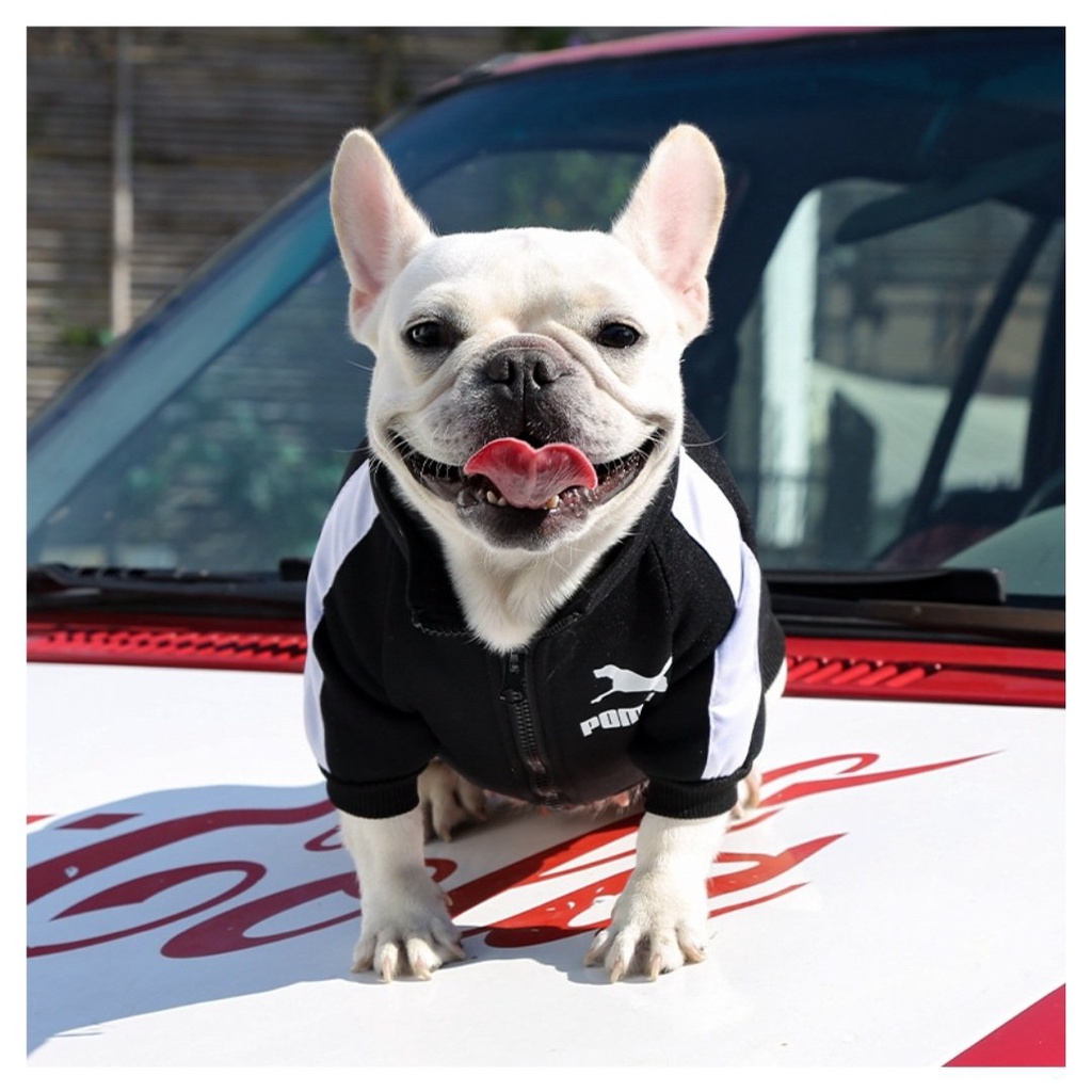 Áo Nỉ Kéo Khóa Phong Cách Thể Thao Kool Ngầu - Áo cho Chó Mèo Thú Cưng - Hàng Loại 1 Xịn Xò