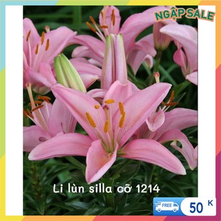 Combo 5 Củ Ly Lùn Màu Hồng Sila (Giống Hoa Ly)