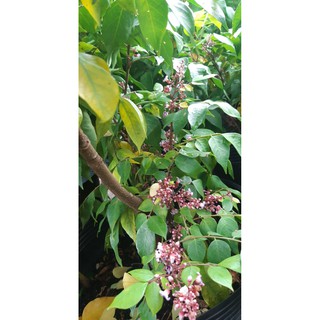 cây khế lùn nhật cao hơn 1 m