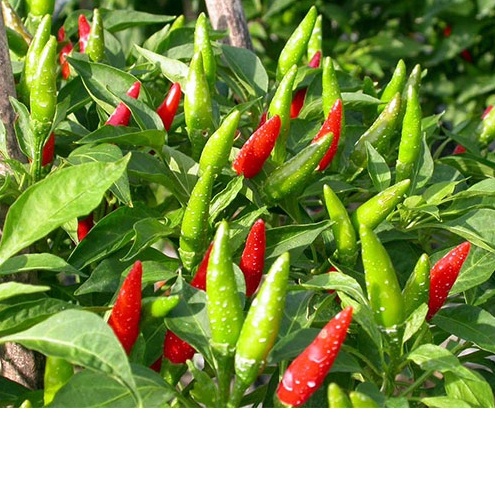 Hạt Giống Ớt Xiêm dễ trồng TOTT's fertilizer