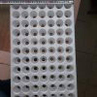 Khay xốp ươm cây 84 lỗ