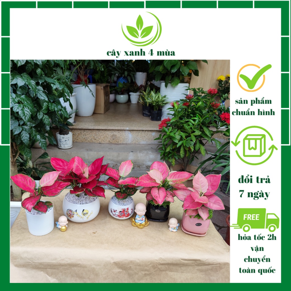 Cây Vạn Lộc Đỏ tài lộc phong thủy để bàn (chậu sứ nền cỏ,chậu nhựa,chậu sứ trắng)cao 20-25cm