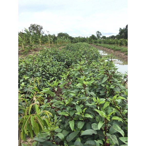 Hoa atiso đỏ tươi [LOẠI ĐÃ TÁCH HẠT LOẠI 1kg] - Hibiscus - Bụp giấm | BigBuy360 - bigbuy360.vn