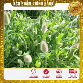 Hạt Giống Cỏ Đuôi Thỏ (50 hạt ) LUCKY SEEDS