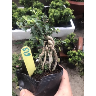 Hồng ngọc mai mini bonsai