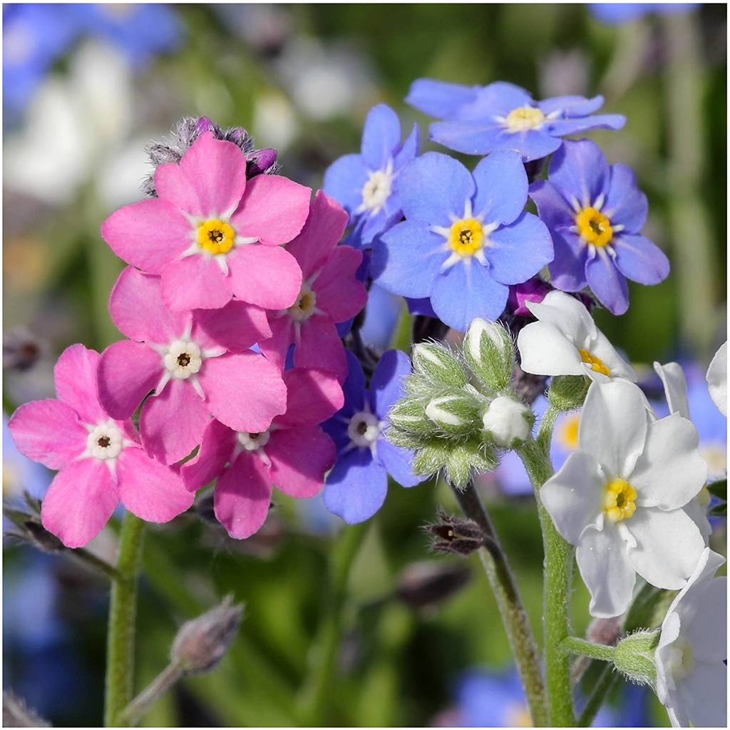 HẠT GIỐNG HOA LƯU LY NHIỀU MÀU Hỗn hợp màu Forget-Me-Not (Myosotis alpestris)