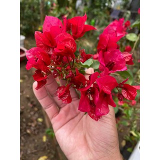 Cây 🌲 Hoa giấy ♌ leo giàn siêu hoa
