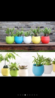 Chậu cây cảnh mini