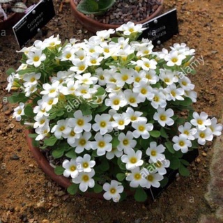 Củ hoa oxalis(combo 10 củ) HOA TẾT kèm phân bón
