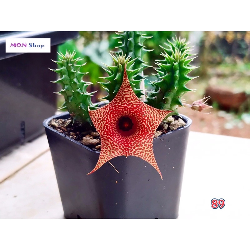 Xương rồng sao biển hoa màu đỏ cam rực rỡ Huernia Korat Sunlight