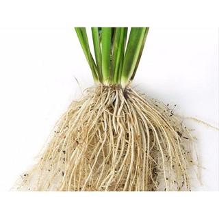 Kích rễ - Siêu ra rễ