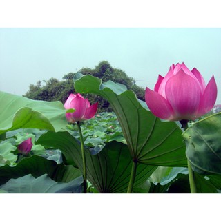 10 Hạt giống hoa sen Hồ tây (Hoa sen ta)
