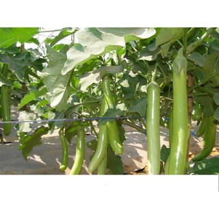 Hạt giống cà xanh mỡ sai trái 0.5gr
