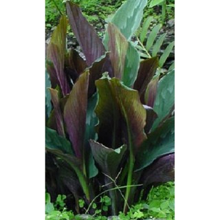 Bổ dưỡng:Cây tam thất nam( khương tam thất),cây xuyên tâm liên(công cộng), cây cát sâm,1kg đậu xanh