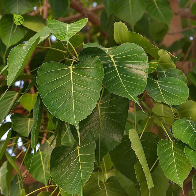 Lá bồ đề tươi  #labode