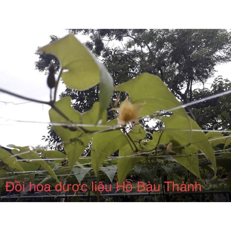 Cây giống la hán quả