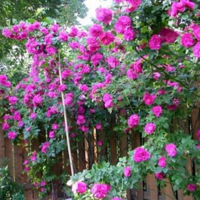 GÓI 20 HẠT HOA HỒNG LEO PHÁP MIX NHIỀU MÀU luckyseed hạt siêu rẻ