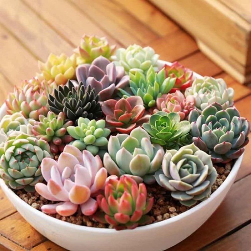 Combo 10 sen đá mini (vượt size), ngẫu nhiên nhiều loại, sen đá Đà Lạt, lỗi 1 đổi 1