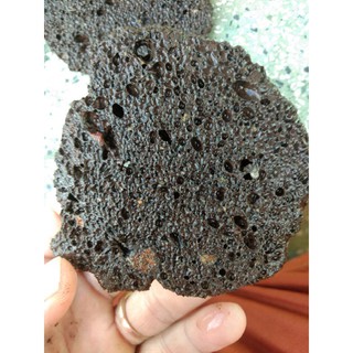 Giá thể bucep- Giá thể nham thạch.