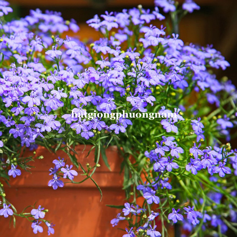 100H - HẠT GIỐNG HOA LOBELIA RŨ