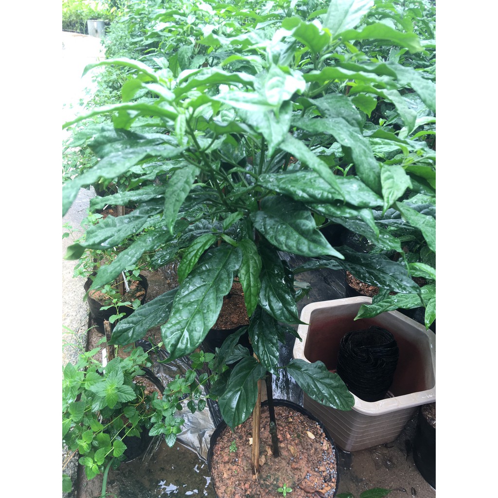 Cây dạ ngọc minh châu cao khoảng 60 cm nhiều cành nhánh