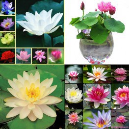 Hạt giống sen mini Nhật Bản mix màu dễ trồng [ gói 100gram ,200gram ,500gram ]