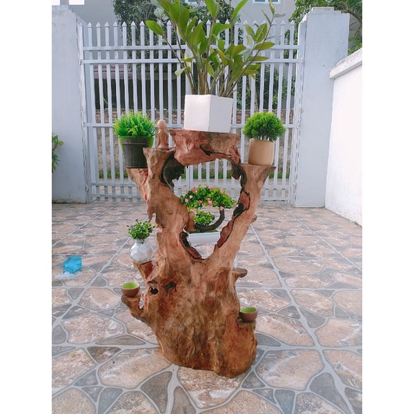 Kệ bonsai lũa xá xị