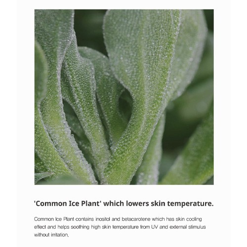 Matcha Hydrating Real Sun Screen 50ml