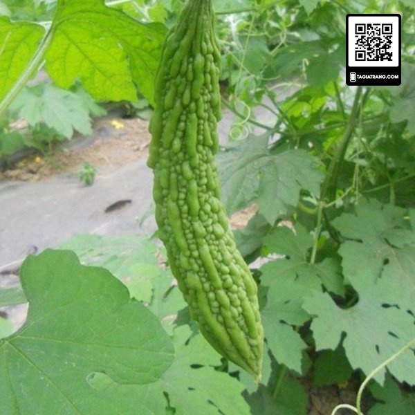 [Bán sỉ] - Hạt giống mướp đắng (khổ qua) trái dài F1 - Gói 2g