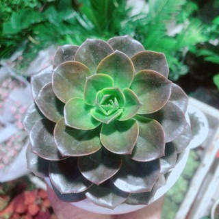 Sen Đá Nâu Kèm Chậu Sứ