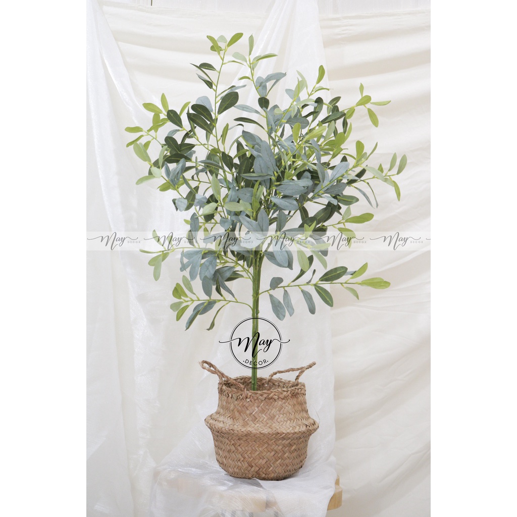 Cây Oliu lá bạc cao 1m, 1m4