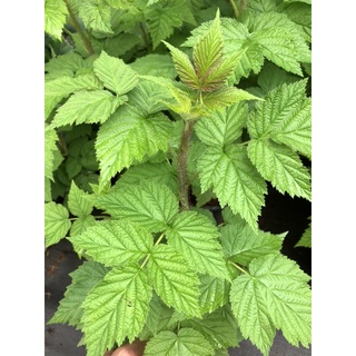 Cây mâm xôi đỏ, cây phúc bồn tử giống 🌿