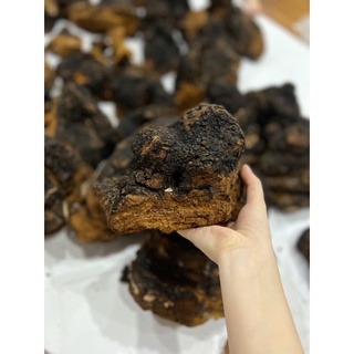 Chaga Siberia - Nga