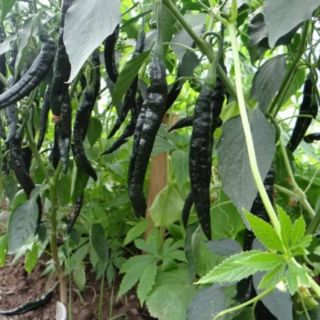 HẠT GIỐNG ỚT CAY XANH ĐEN THÁI LAN