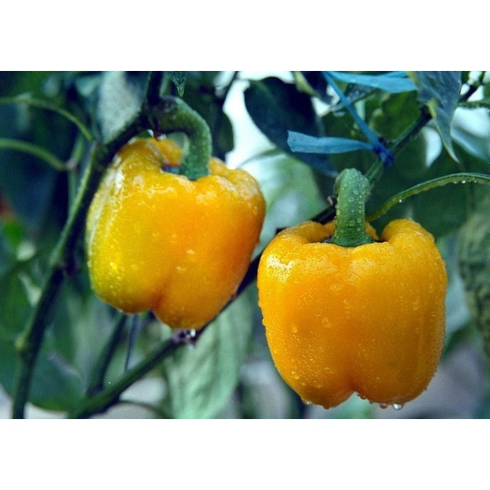 Hạt giống Ớt ngọt vàng