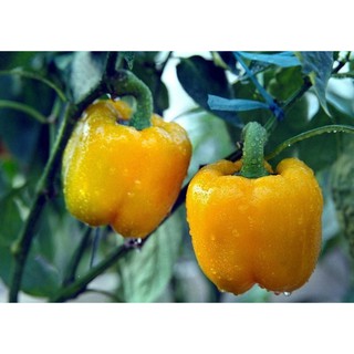 Hạt giống Ớt ngọt vàng